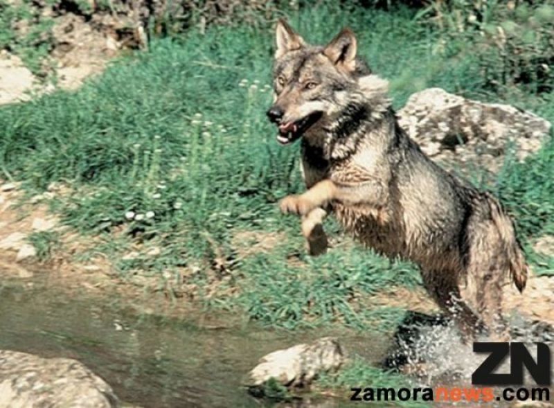 ASCEL lleva a los tribunales al Ministerio ecológico por no proteger al lobo