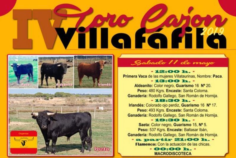 Villafáfila celebra su particular Feria de Abril y su IV edición del Toro del cajón que inician con la primera suelta de la vaca de las mujeres Villataurinas