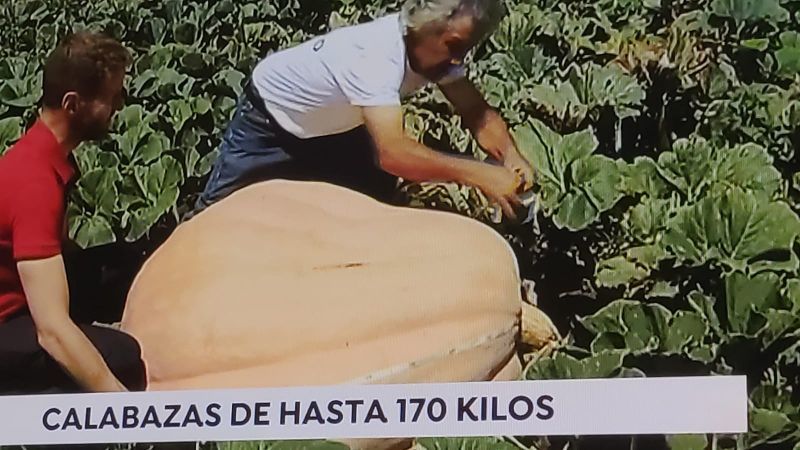 El micro-clima de Fermoselle y las macro-calabazas de la localidad de los Arribes del Duero en la Tele