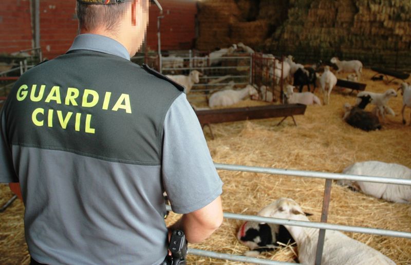 Un ganadero sayagués investigado por la Guardia Civil como presunto autor de delitos de estafa y falsificación documental