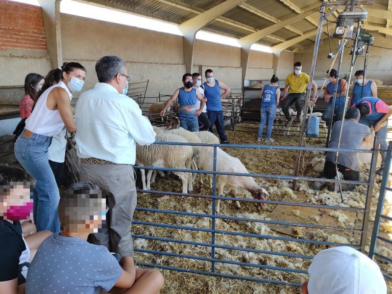 El curso de esquileo facilita la formación de profesionales zamoranos en el sector ganadero