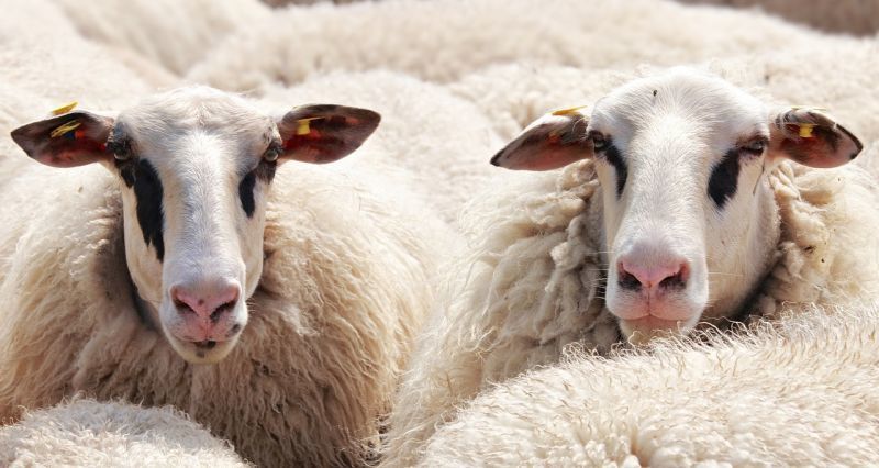 La Alianza UPA-COAG califica como desesperante la situación actual del sector lácteo de ovino de Castilla y León