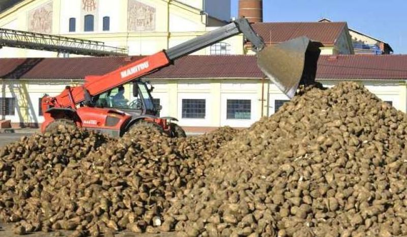 COAG recuerda a los remolacheros que Azucarera podría pasarles factura dentro de un año por los anticipos que les está pagando