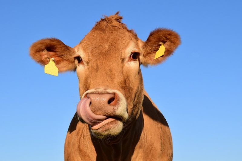 La Alianza UPA-COAG califica como indignante la ruina que sufren los ganaderos de leche de Castilla y León