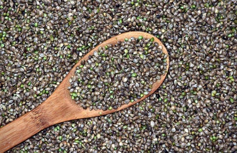 Semillas de marihuana: características y variedades