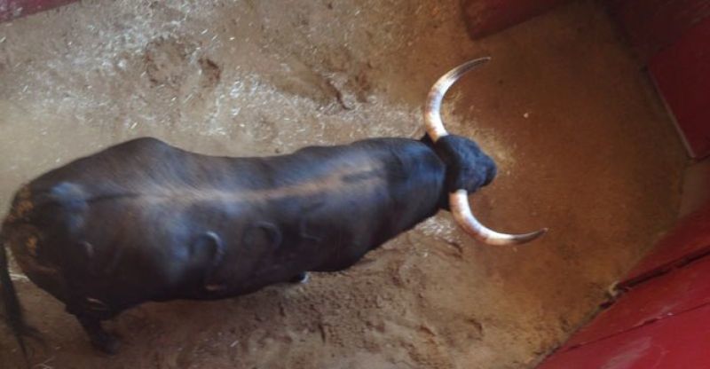 El astado que se correrá con motivo del congreso de toros de cuerda