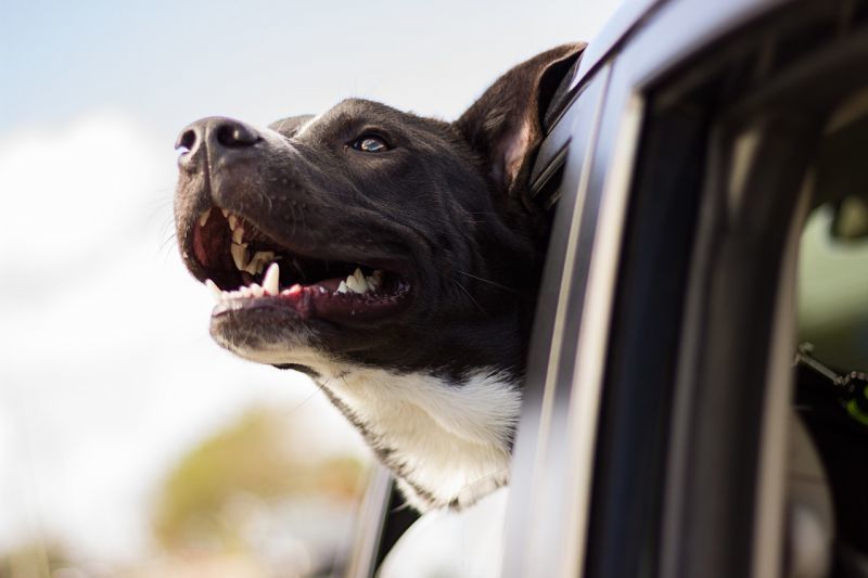 Todo lo que necesitas para viajar con tu perro