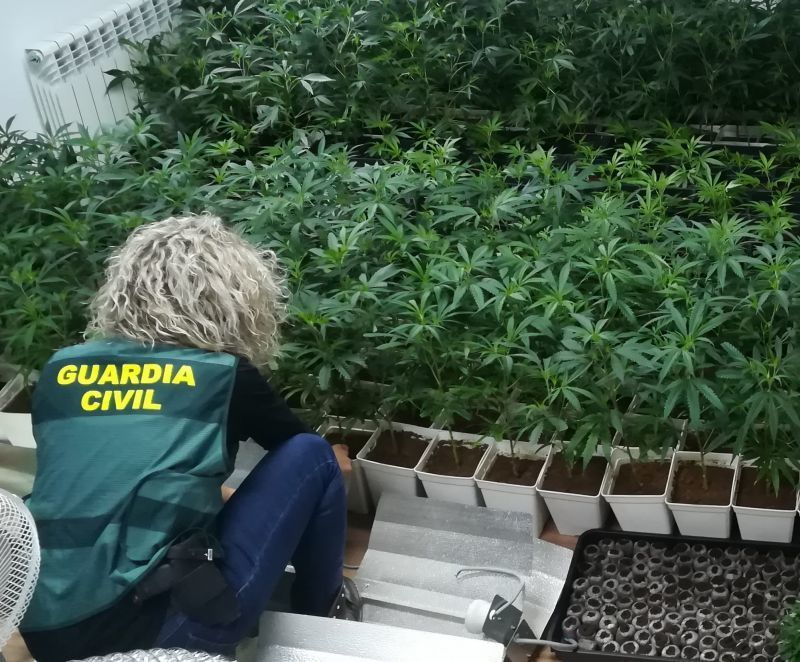 Importante alijo de marihuana en Sanabria casi 300 plantas y 197 plantones incautados