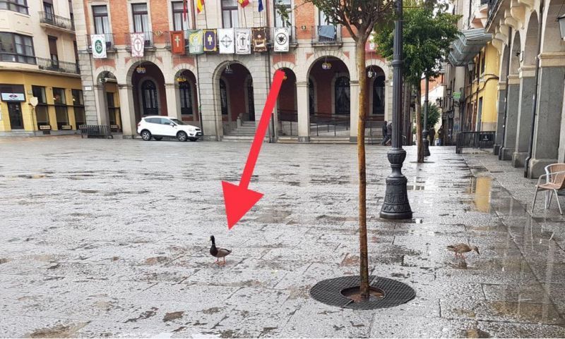 Un pato disfruta del agua... en la Plaza Mayor de Zamora