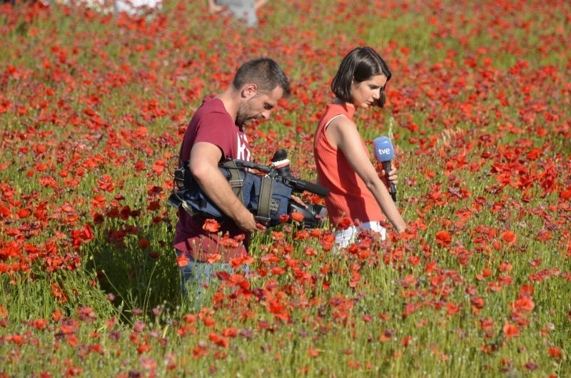 España Directo de TVE conecta desde el campo de amapolas de Zamora