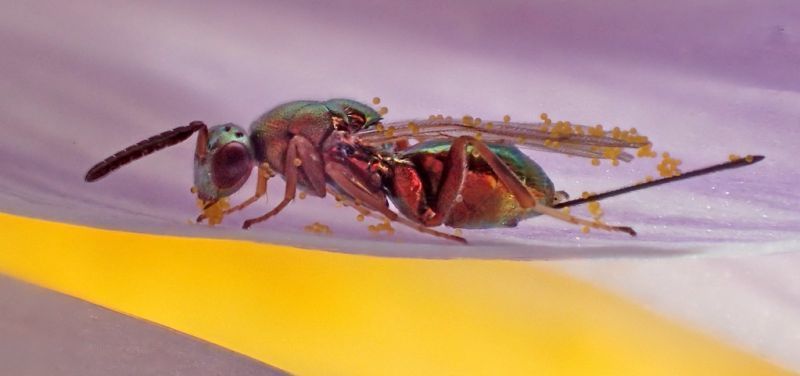 La junta soltará el parasitoide Torymus sinensis para el control de la avispilla del castaño en la alta Sanabria