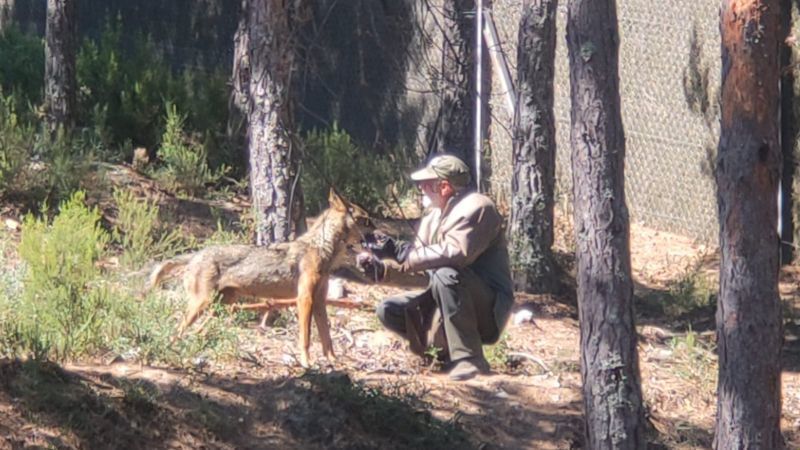 El Centro del Lobo Ibérico de Castilla y León estrena un observatorio-pasarela para ver a la nueva manada, tres cachorros y sus padres