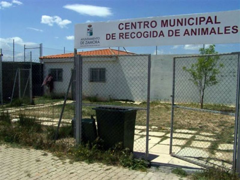 El Ayuntamiento contrata en el Polígono de los Llanos una nueva gestión de la Perrera Municipal, con el compromiso de "sacrificio cero"